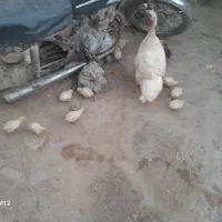 ۱۲ عدد جوجه بقلمون با مادرشان