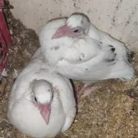 کبوتر کفتر