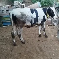 تلیسه هلشتاین