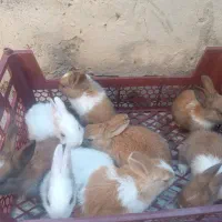خرگوش|موش و خرگوش|فلاورجان, |دیوار