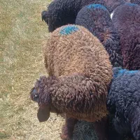 بره نر داشتی