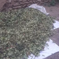 فندوق ارگانیک رودسر منطقه اشکور