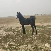 کره اسب نریان