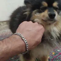 واگذاری رایگان سگ
