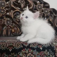 گربه پرشین