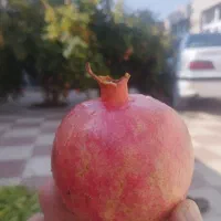 نهال انار شهرضا