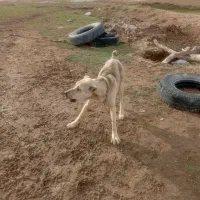 سگ سرابی گله