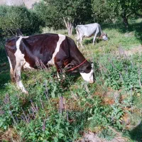 گاو سمیتال با گوساله