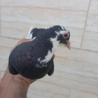 کبوتر ماده پلنگ
