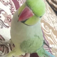 طوطی ملنگو