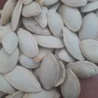 خرید و فروش تخمه کدو به عمده وجزی