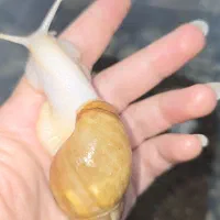 حلزون طبی اچاتینا