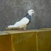 طوقی