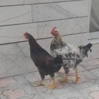 خروس بومی