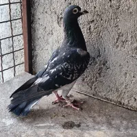 کبوتر نژادهای مختلف مسافتی