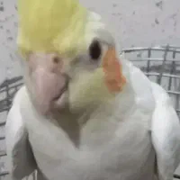 جفت عروس لوتینو.مرغ عشق.فنچ.قناری.همه مولد