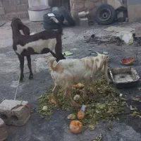 بز سه قلو زا پاکستانی