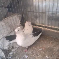 کبوتر دم سیاه
