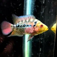 ماهی فلاور ماده سه بندی