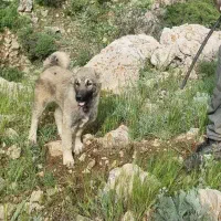 توله سگ