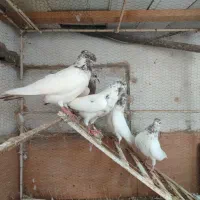کبوتر غریب