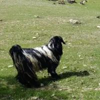 چپش بعد دوبر