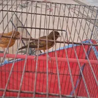 دو تا قناری ماده سرخ بدون قفس