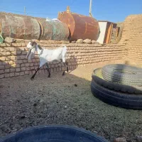 بز جوان زه اول دو قلو زا با بزغاله