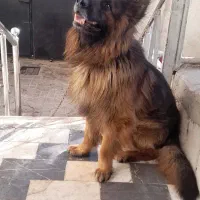 ژرمن شپرشلاین