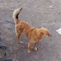 سگ نگابانی خیلی خیلی قشنگه