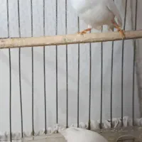 فروش فنچ سفید