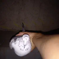 کفتر