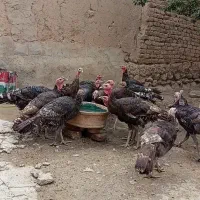 بوقلمون نر