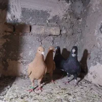نرماده زرد نرماده پلنگ