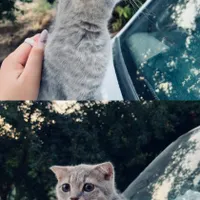 حیوان گربه