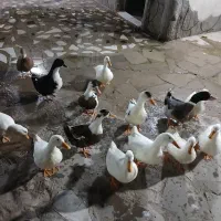 اردک برای فروش