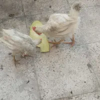 خروس