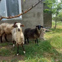 ۳ عدد گوسفند رومانوف