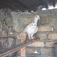 کفتر سرور شهرستانی