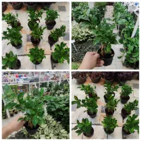 بنسای بن سای جینسینگ آگلونما گندمی کاج مطبق هویا