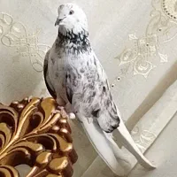 کبوتر از آب گرفته