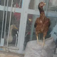 مرغ وخروس لاری