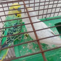 مرغ عشق
