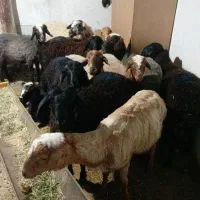 بره نر