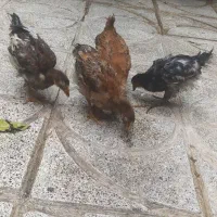 جوجه