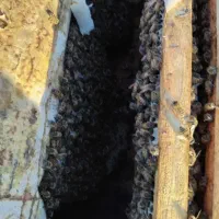 فروش زنبور عسل