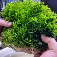 گیاه پلنت  آکواریوم همیانتوس مرواریدی