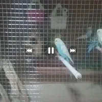 مرغ عشق و فنچ
