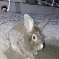 خرگوش