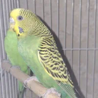 پرنده مرغ عشق